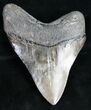 Beautifully Colored / Georgia Megalodon Tooth #10110-1